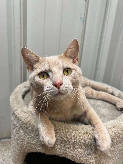 GOBLIN, an adoptable Tabby in Ironwood, MI, 49938 | Photo Image 1