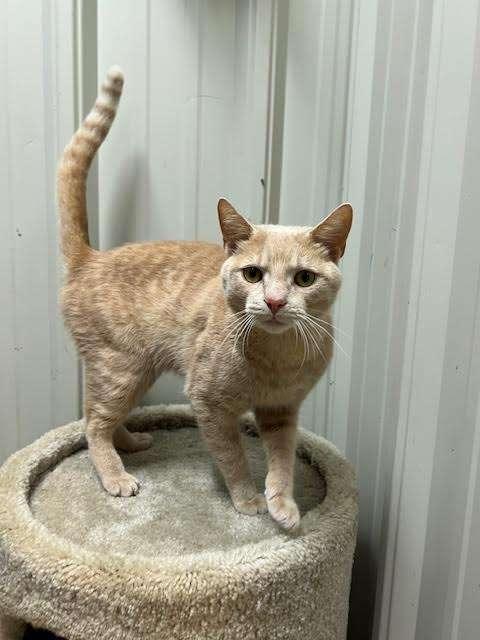 GOBLIN, an adoptable Tabby in Ironwood, MI, 49938 | Photo Image 2