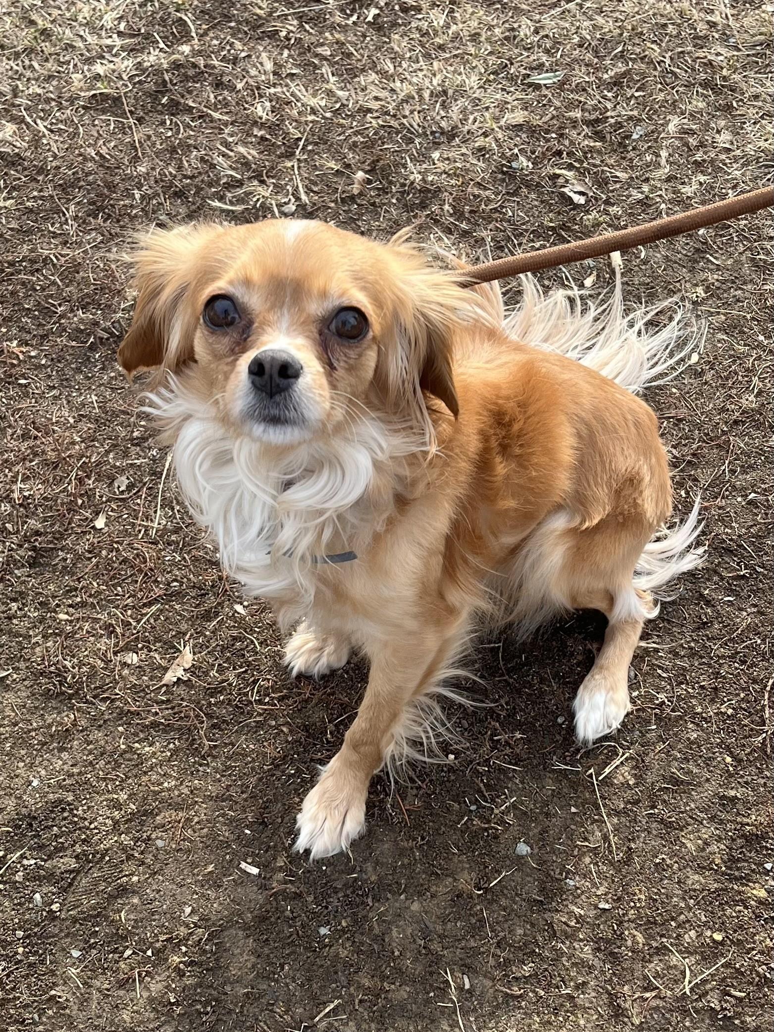 Enlarge Lassi, an adopted mixed breed in Winchester, VA image 2/5