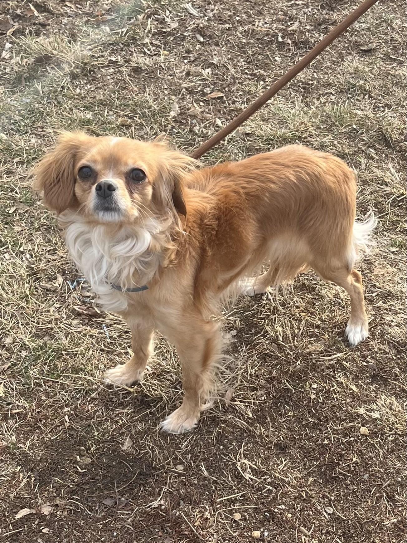 Enlarge Lassi, an adopted mixed breed in Winchester, VA image 4/5