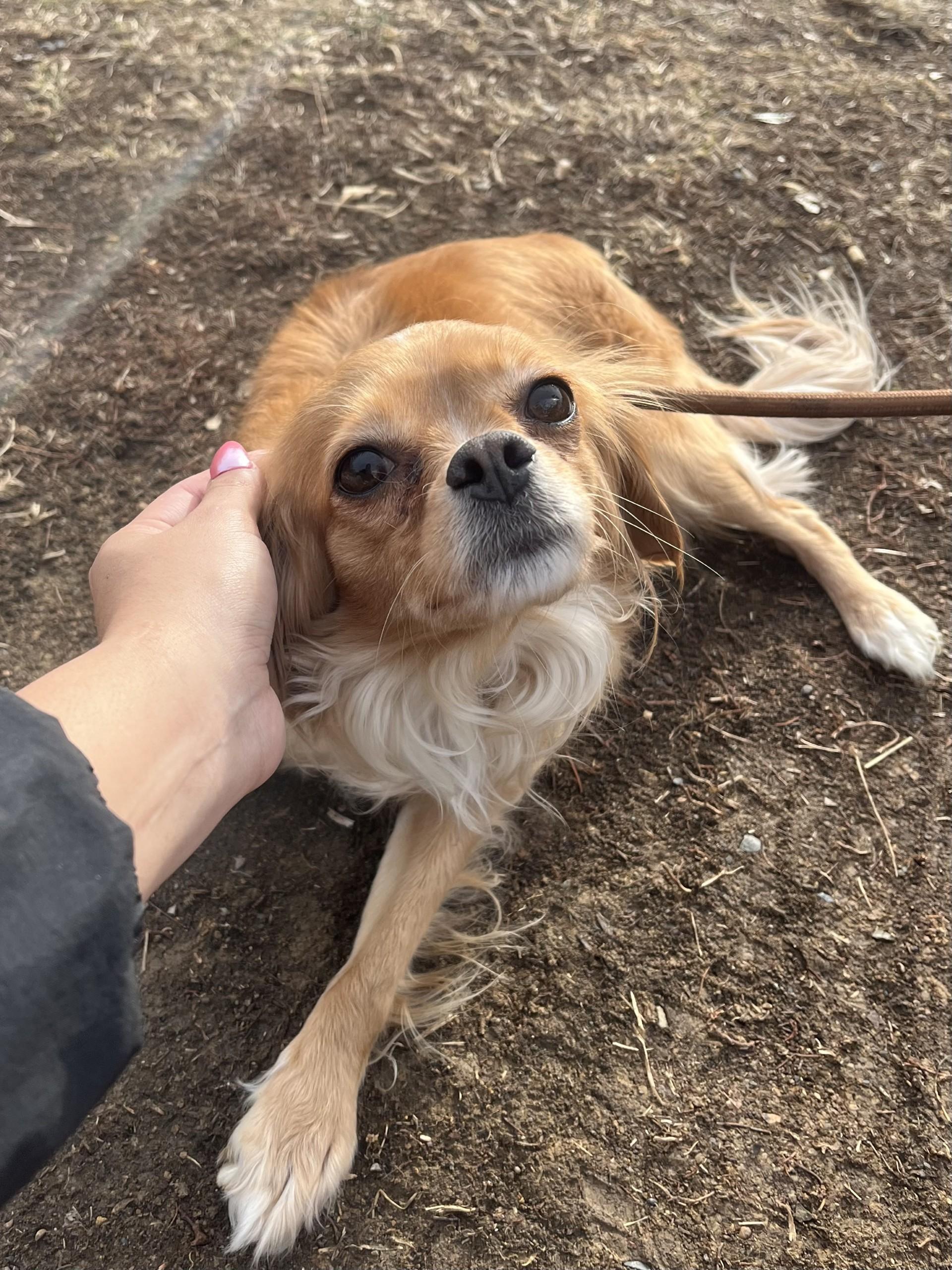 Enlarge Lassi, an adopted mixed breed in Winchester, VA image 5/5