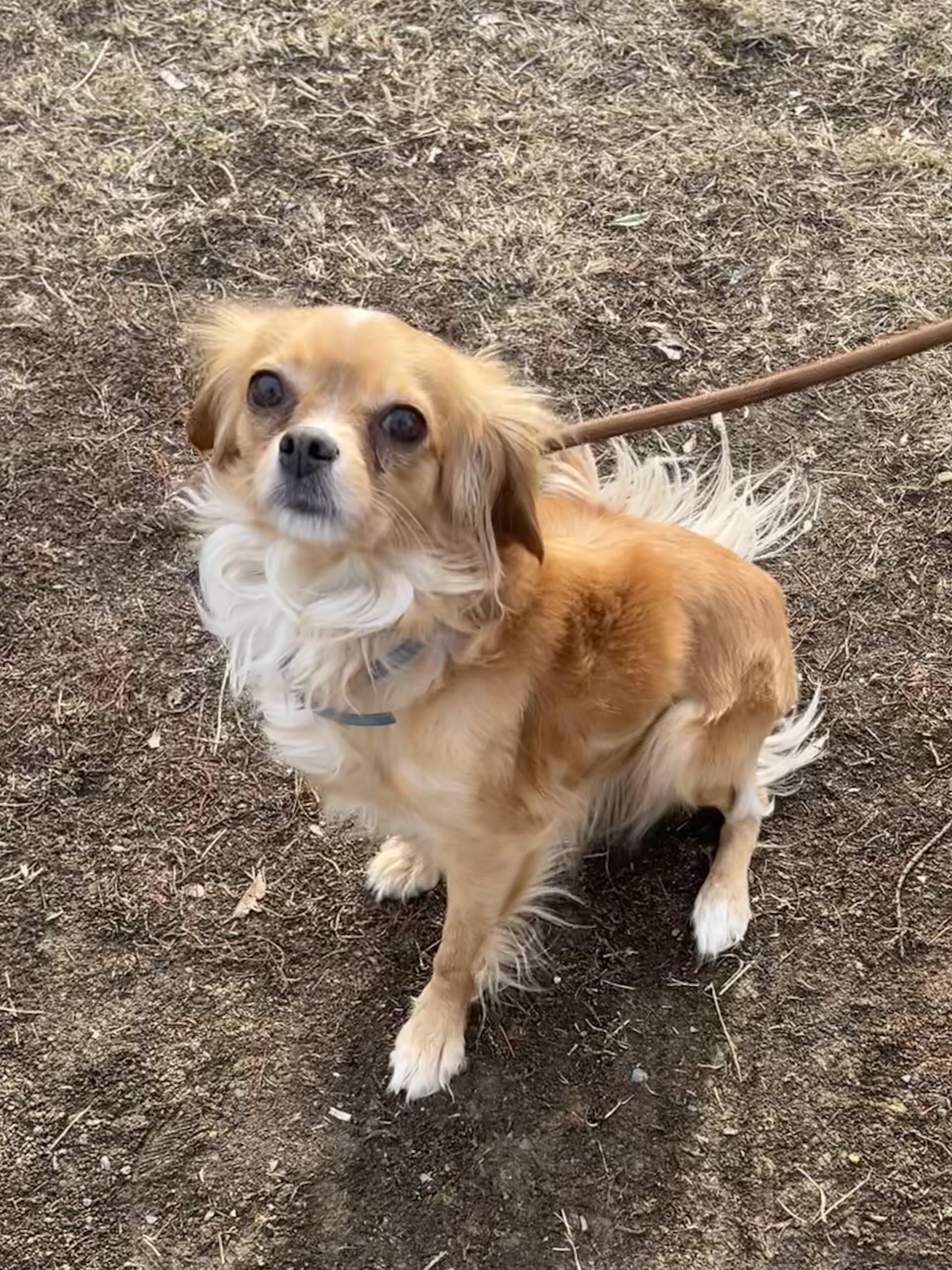 Enlarge Lassi, an adopted mixed breed in Winchester, VA image 3/5