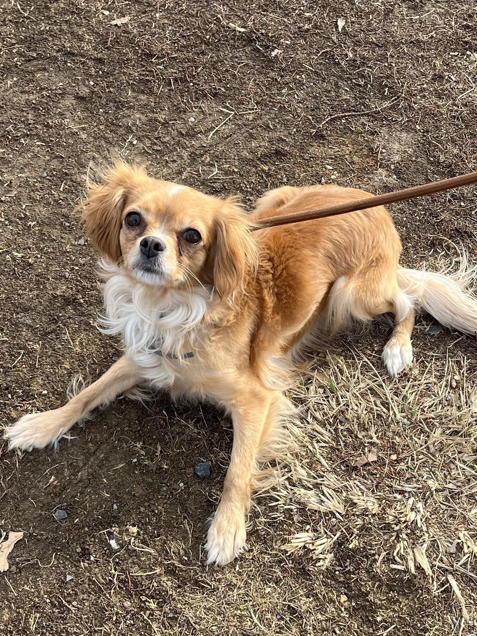 Enlarge Lassi, an adopted mixed breed in Winchester, VA image 1/5