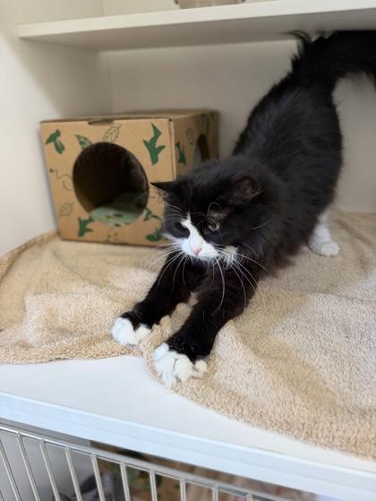Rosey, Adoptable, Adult Female Domestic Long Hair.