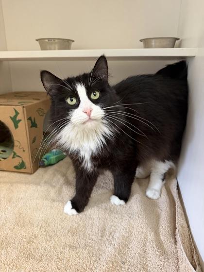 Rosey, a Adoptable mixed breed in Harbor Springs, MI image 3/3