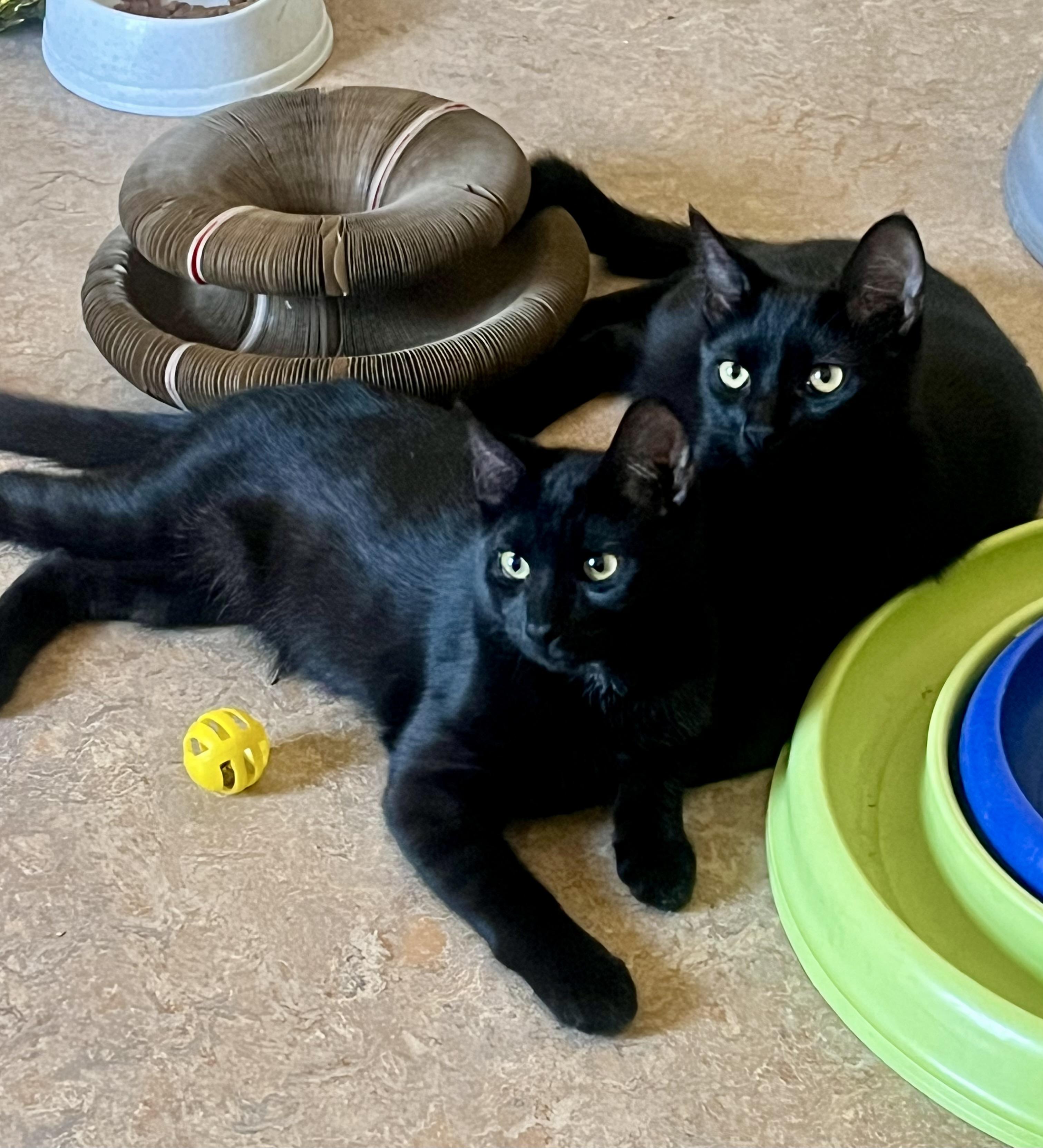 Enlarge Loki, a Adoptable Domestic Short Hair in Lancaster, CA image 2/5