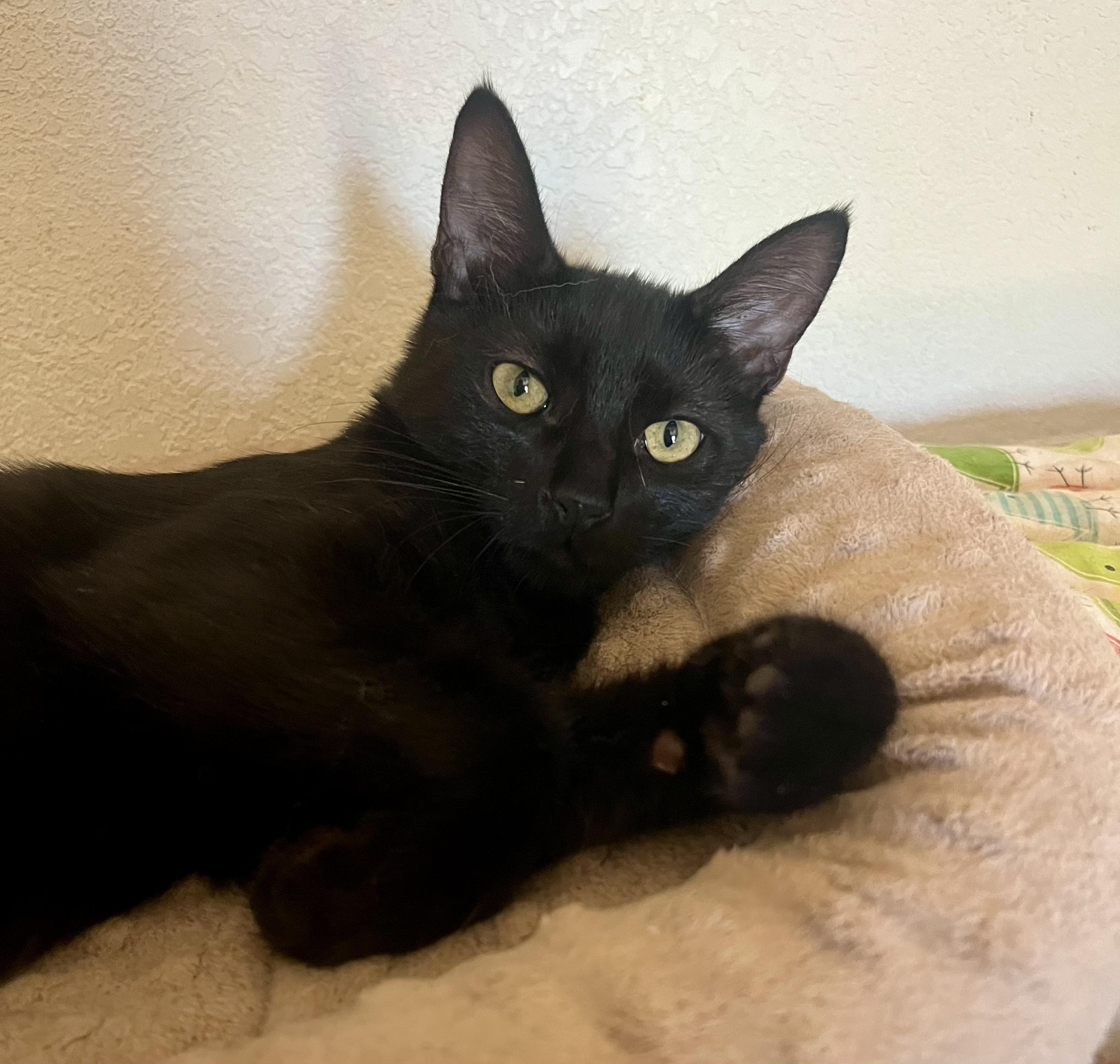 Enlarge Loki, a Adoptable Domestic Short Hair in Lancaster, CA image 3/5