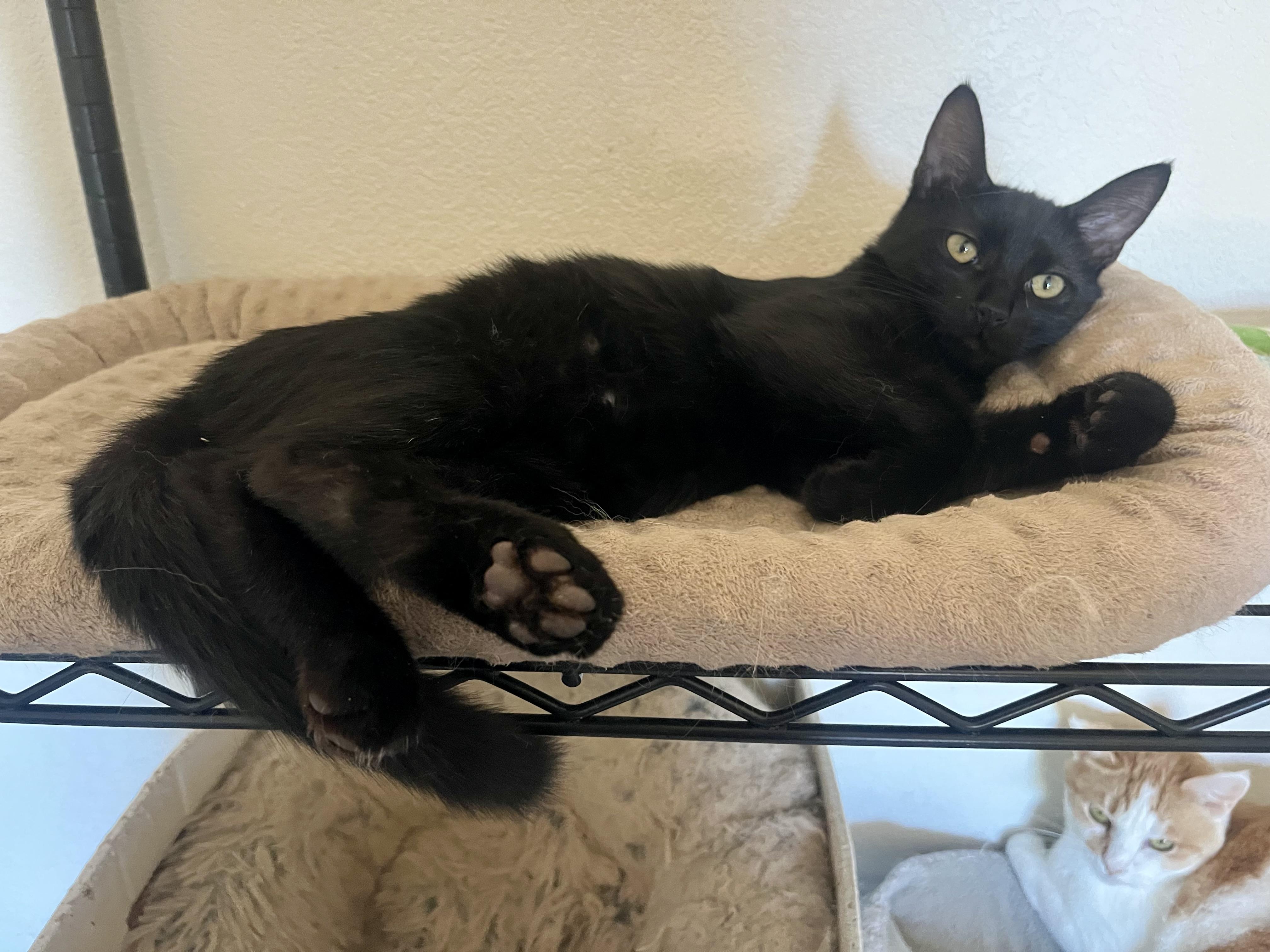 Enlarge Loki, a Adoptable Domestic Short Hair in Lancaster, CA image 4/5