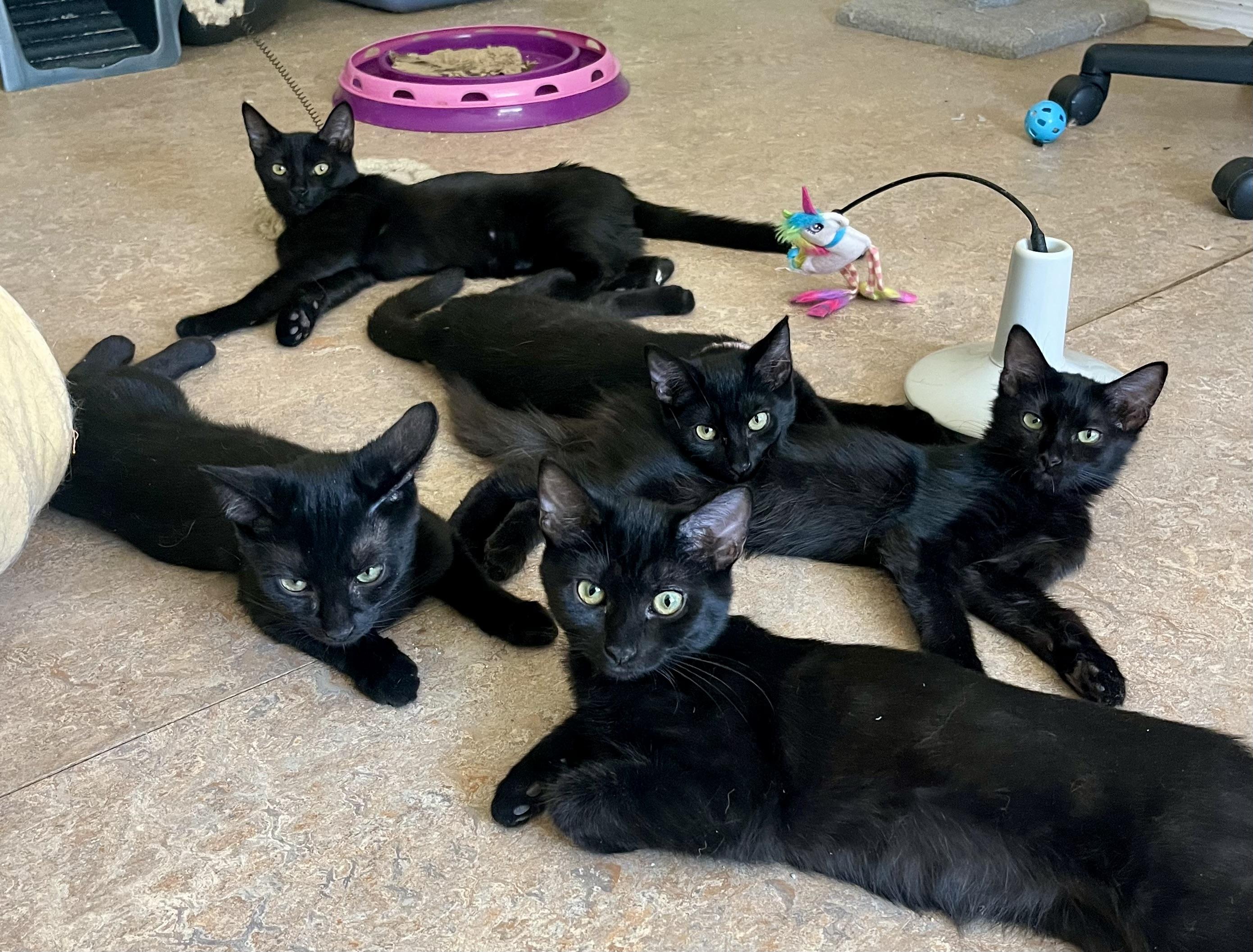 Enlarge Loki, a Adoptable Domestic Short Hair in Lancaster, CA image 5/5