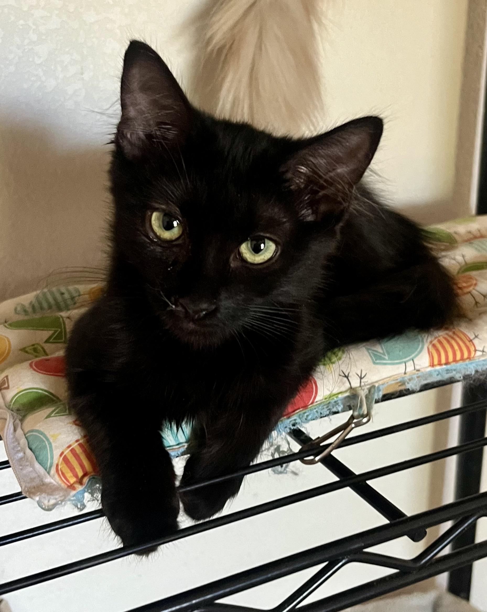 Loki, Adoptable, Kitten Male Domestic Short Hair.