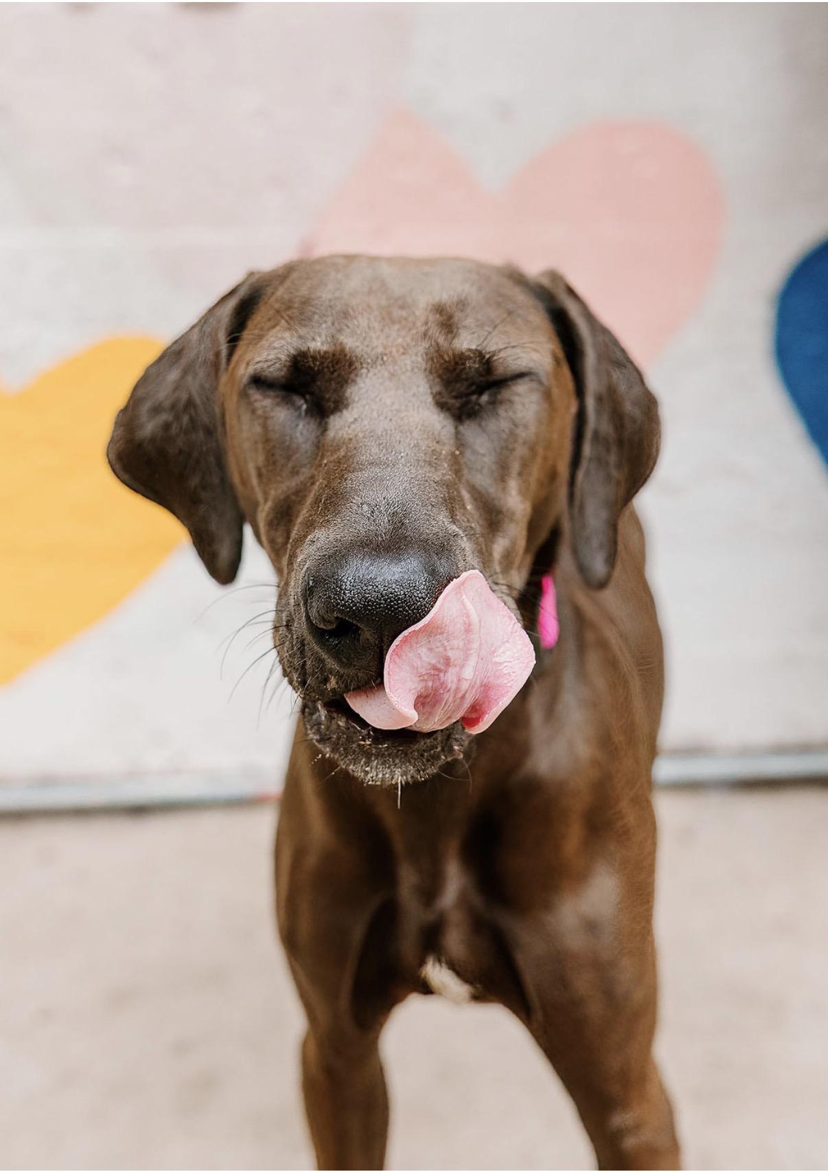 Enlarge Willow, a Adoptable mixed breed in Charlotte, NC image 1/1