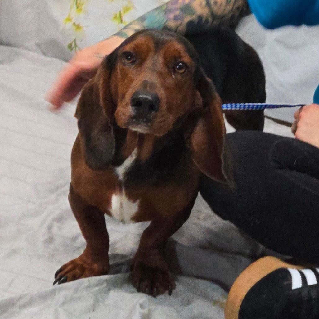 Theodore aka Theo, Adoptable, Adult Male Basset Hound.
