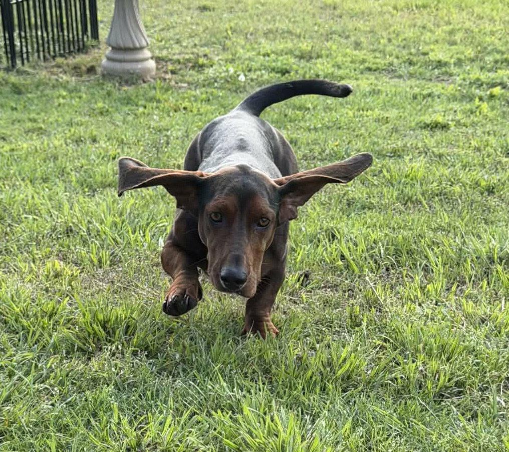 Enlarge Theodore aka Theo, a Adoptable Basset Hound in Grapevine, TX image 2/3