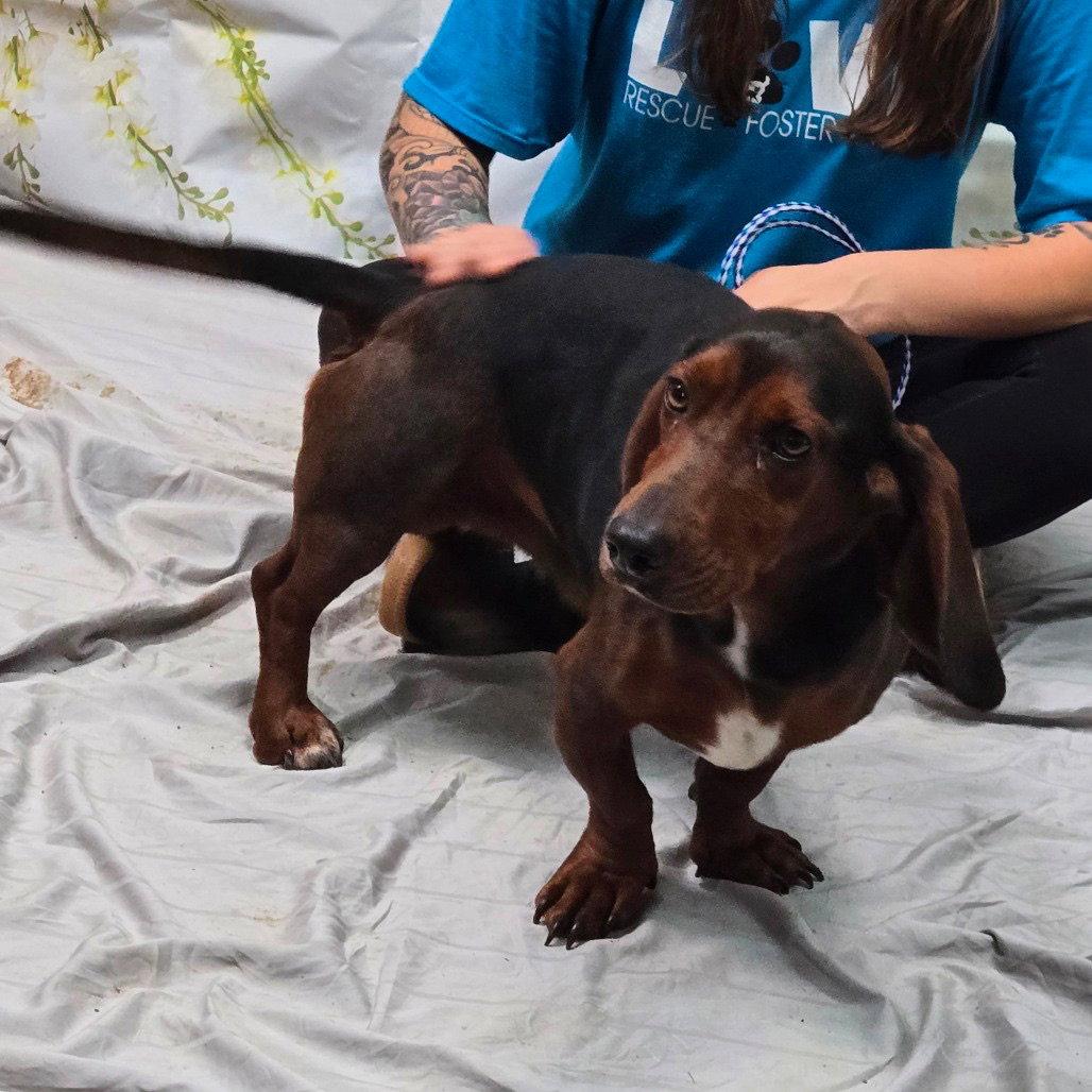 Enlarge Theodore aka Theo, a Adoptable Basset Hound in Grapevine, TX image 3/3