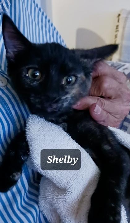 Shelby
