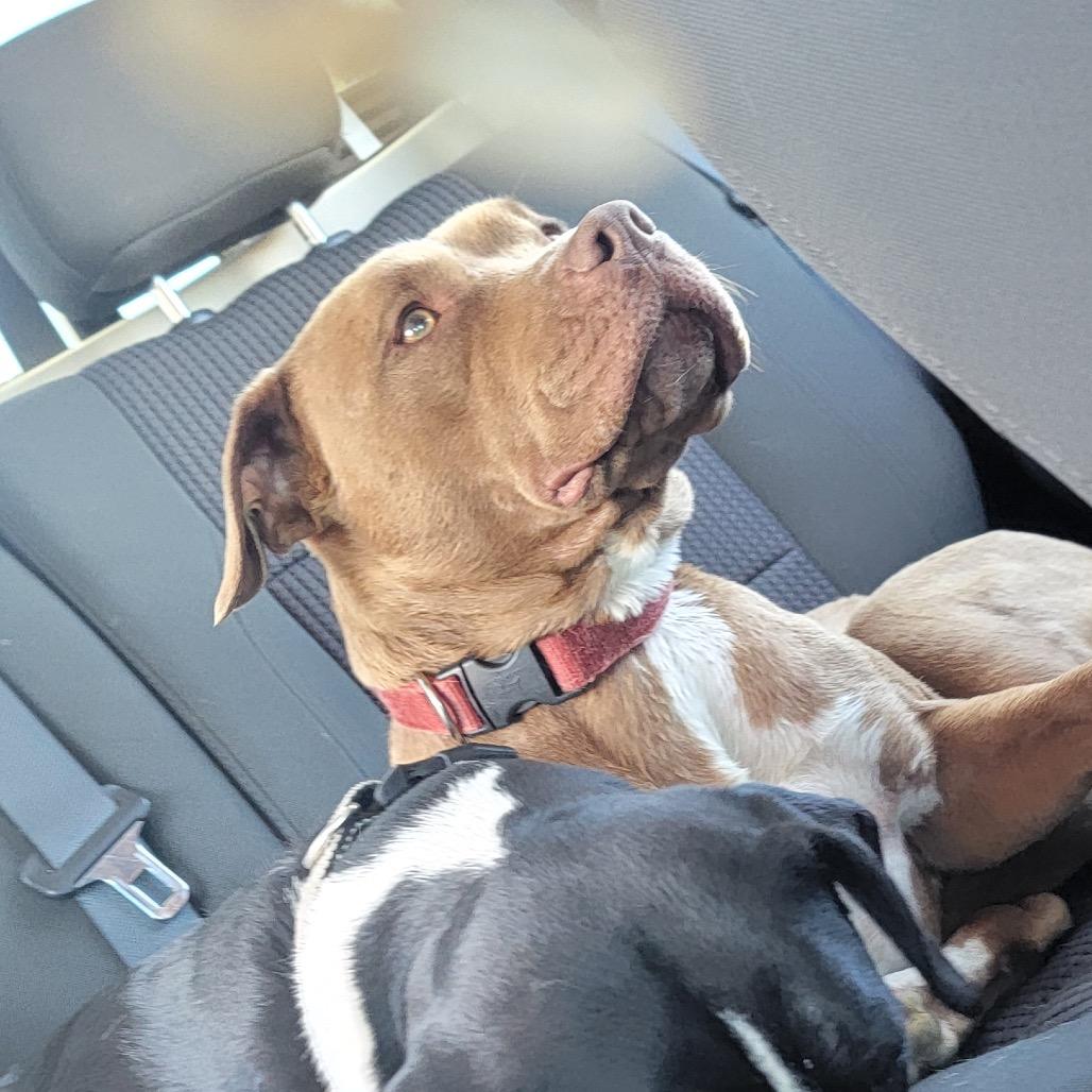 Jordy, Adoptable, Adult Female Pit Bull Terrier & Mixed Breed.