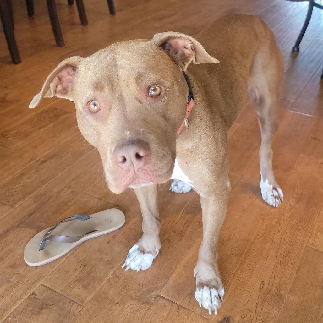 Jordy, a Adoptable mixed breed in Cashmere, WA image 2/3