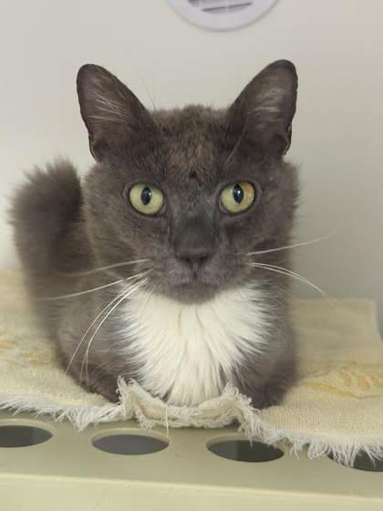 Grey, Adoptable, Adult Male Domestic Short Hair & Domestic Short Hair.
