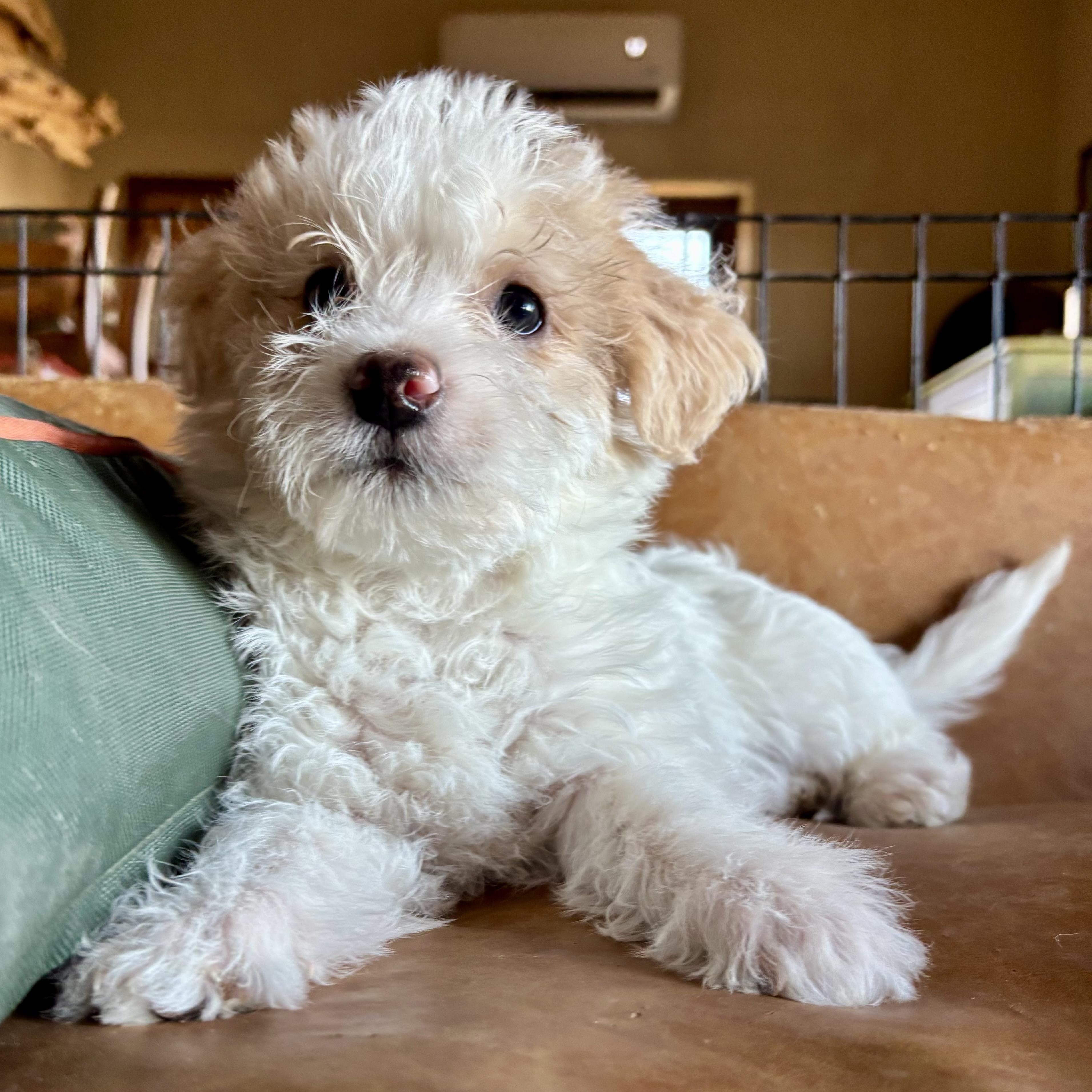 Enlarge Grounded, a ADOPTABLE mixed breed in Marfa, TX image 2/4