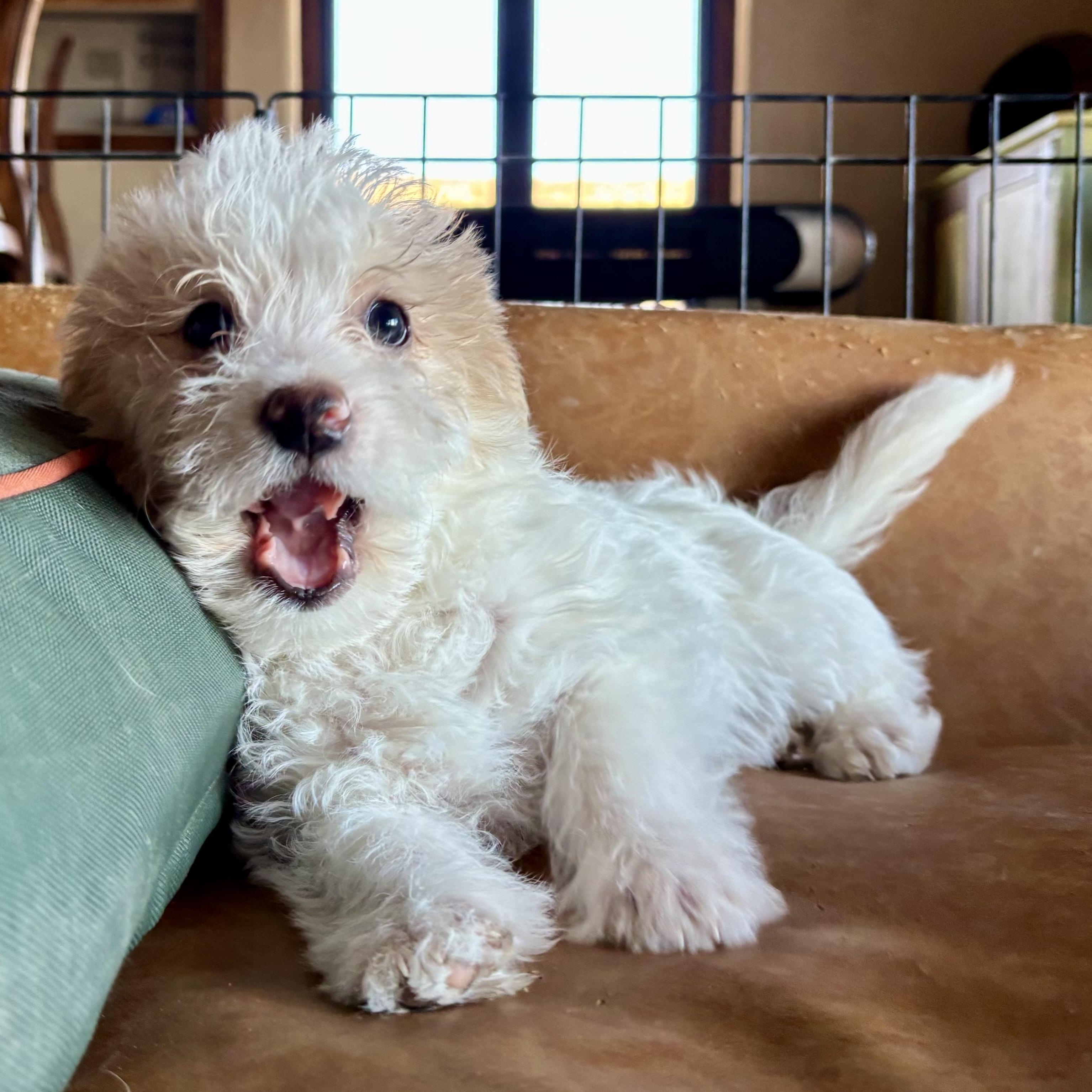 Enlarge Grounded, a ADOPTABLE mixed breed in Marfa, TX image 1/4