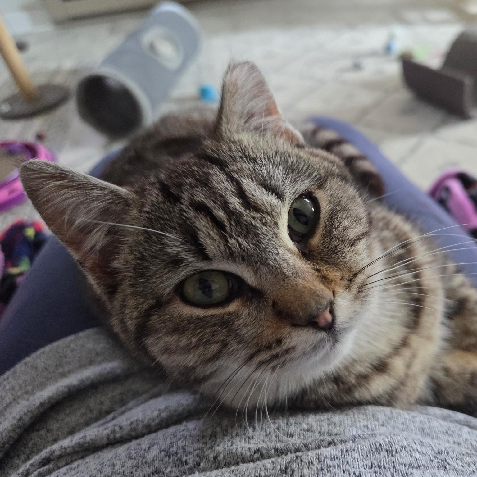 Enlarge Blossom, a ADOPTABLE Domestic Short Hair in Roanoke, VA image 3/5