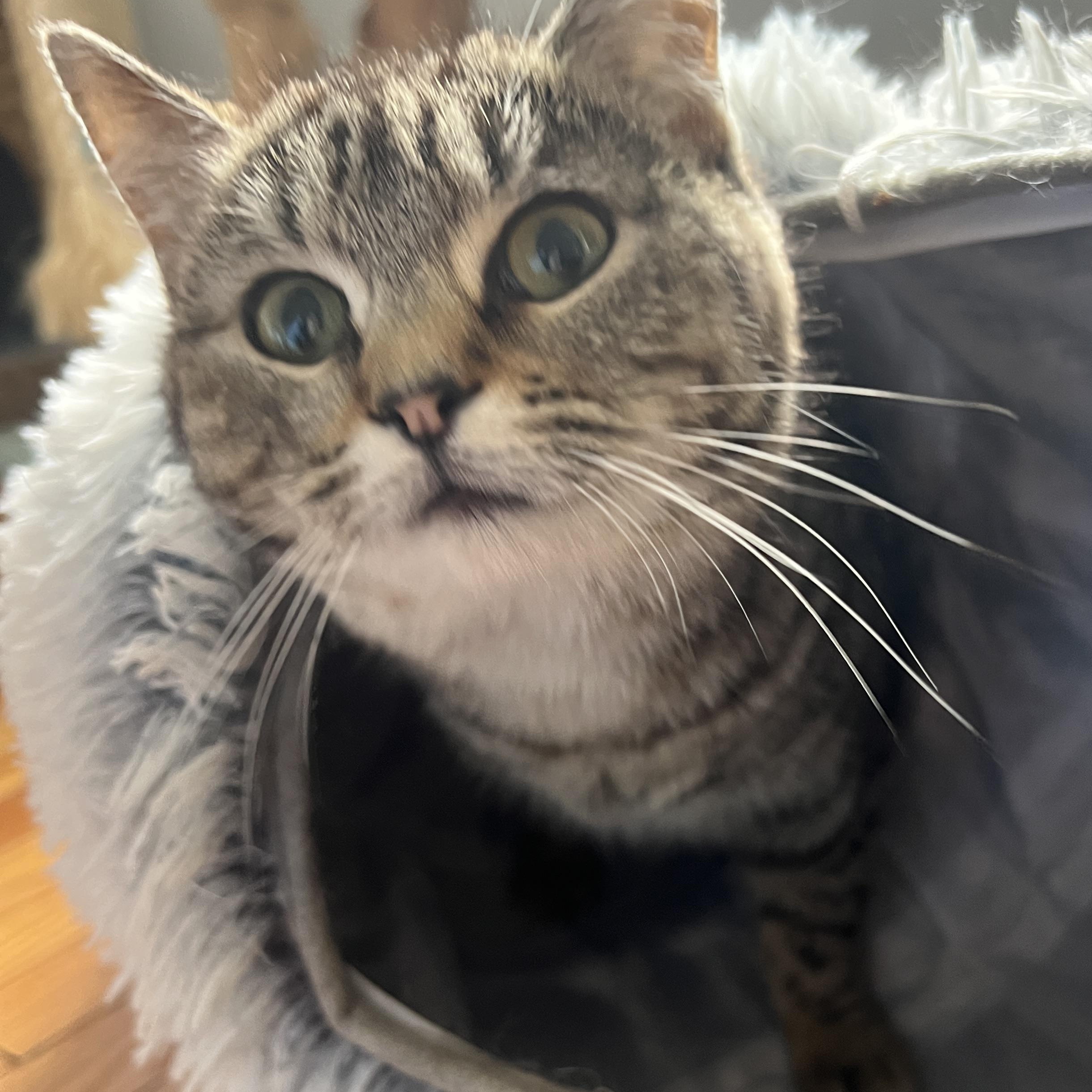 Enlarge Blossom, a ADOPTABLE Domestic Short Hair in Roanoke, VA image 1/5