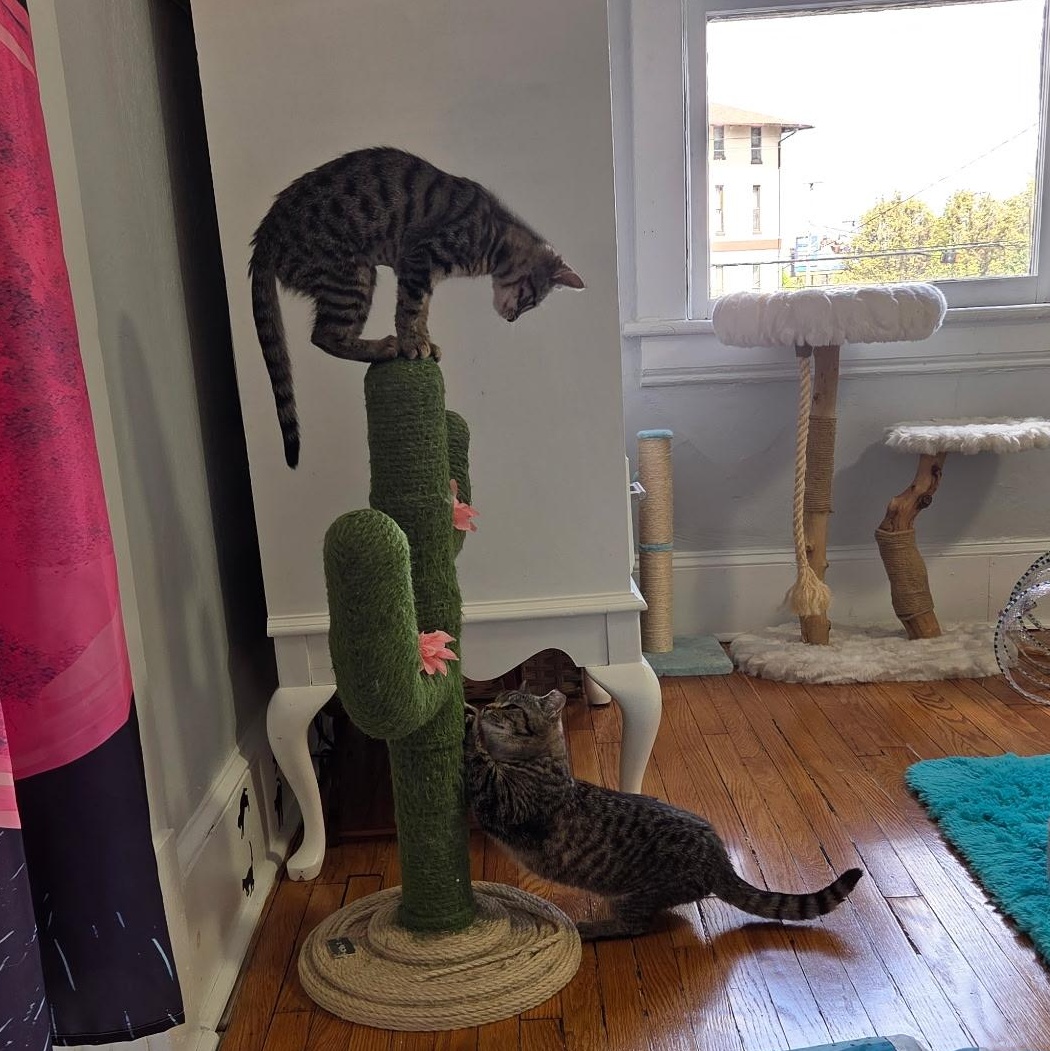 Enlarge Blossom, a ADOPTABLE Domestic Short Hair in Roanoke, VA image 5/5