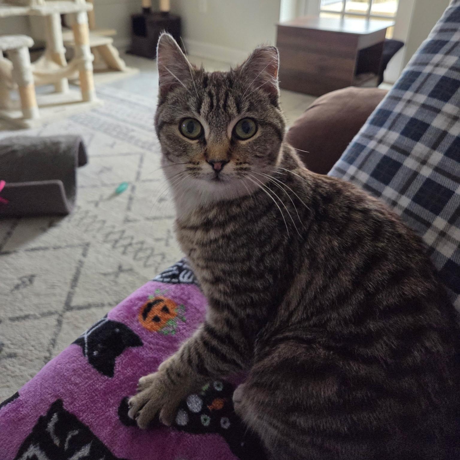 Enlarge Blossom, a ADOPTABLE Domestic Short Hair in Roanoke, VA image 4/5