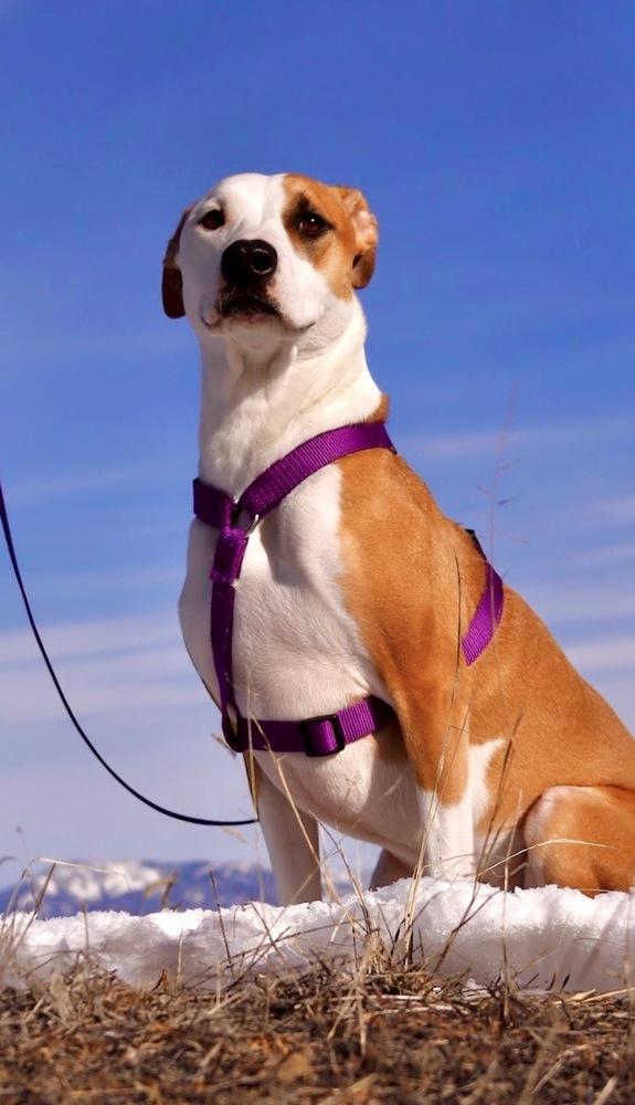 Enlarge Nala, a Adoptable mixed breed in Salmon, ID image 1/4