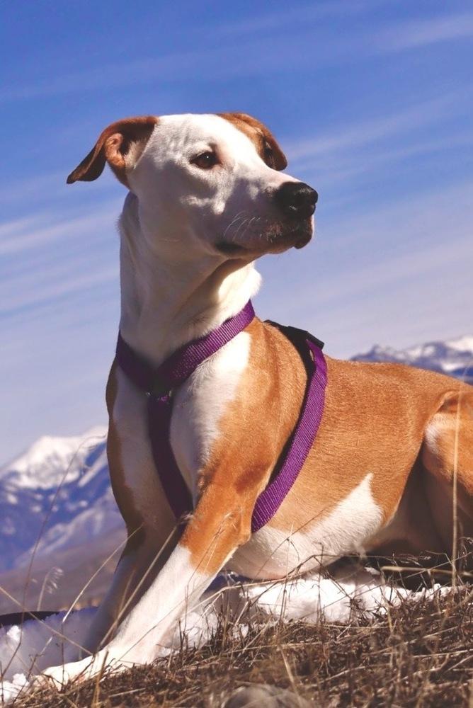 Enlarge Nala, a Adoptable mixed breed in Salmon, ID image 2/4