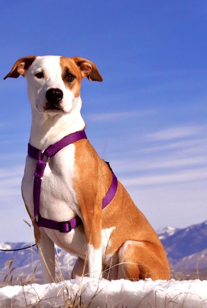 Enlarge Nala, a Adoptable mixed breed in Salmon, ID image 3/4