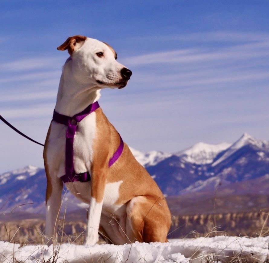 Enlarge Nala, a Adoptable mixed breed in Salmon, ID image 4/4