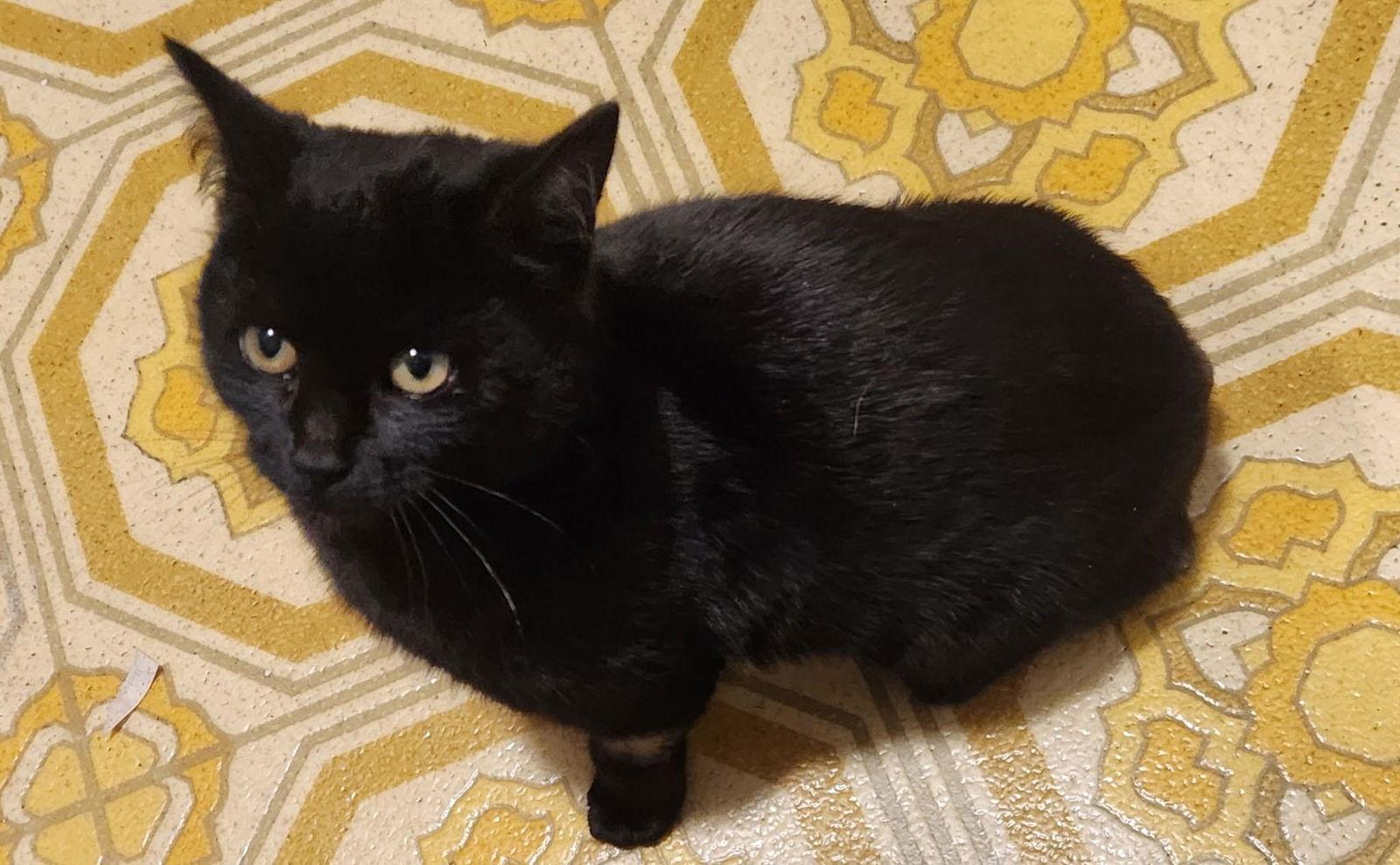 Enlarge Shawnee, a Adopted Domestic Short Hair in Herndon, VA image 1/1