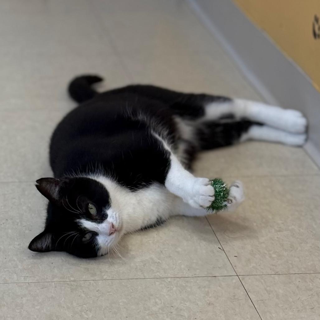 Mitsy, Adoptable, Adult Female Domestic Short Hair.