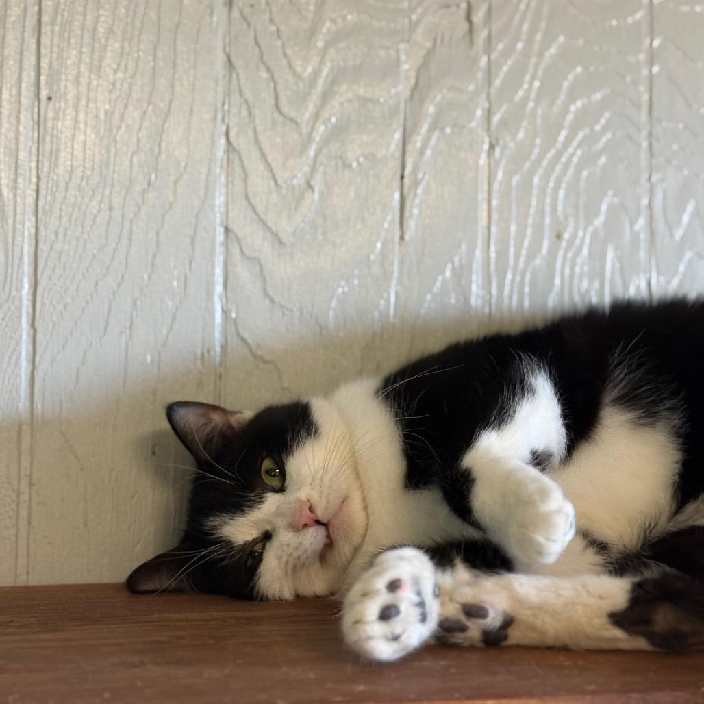 Mitsy, Adoptable, Adult Female Domestic Short Hair.