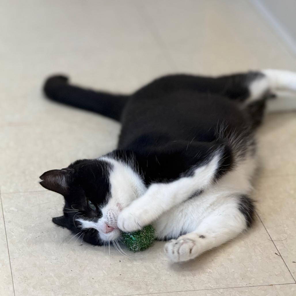 Enlarge Mitsy, a Adoptable Domestic Short Hair in Chariton, IA image 2/6