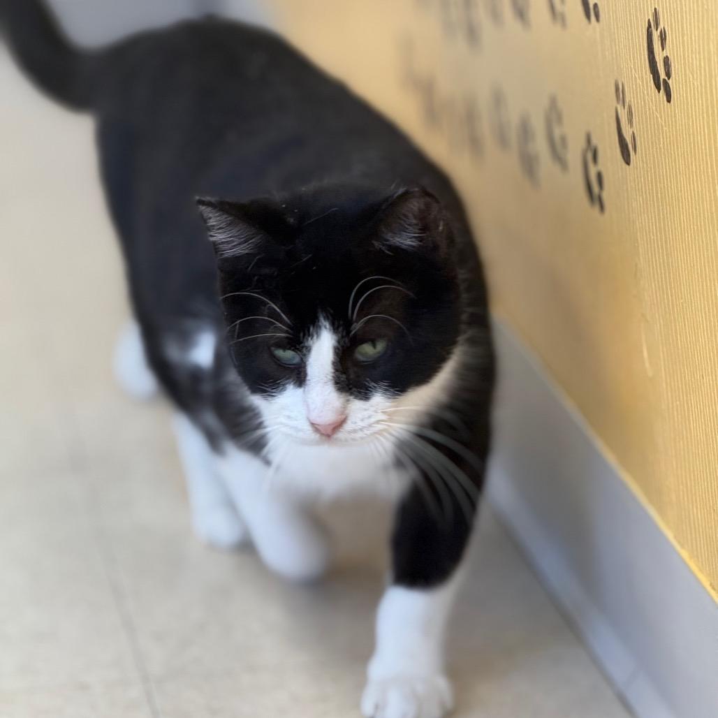 Enlarge Mitsy, a Adoptable Domestic Short Hair in Chariton, IA image 3/6