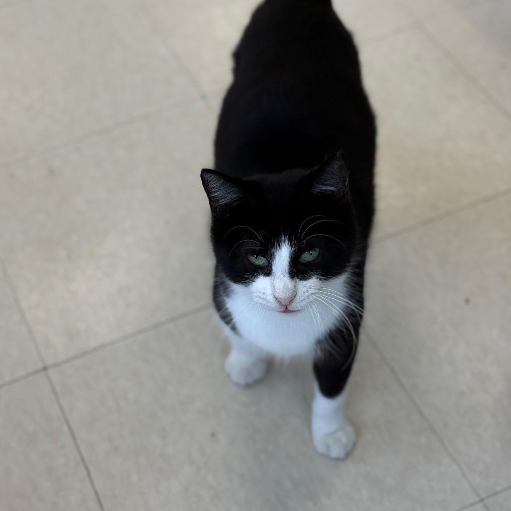 Mitsy, a Adoptable Domestic Short Hair in Chariton, IA image 1/3