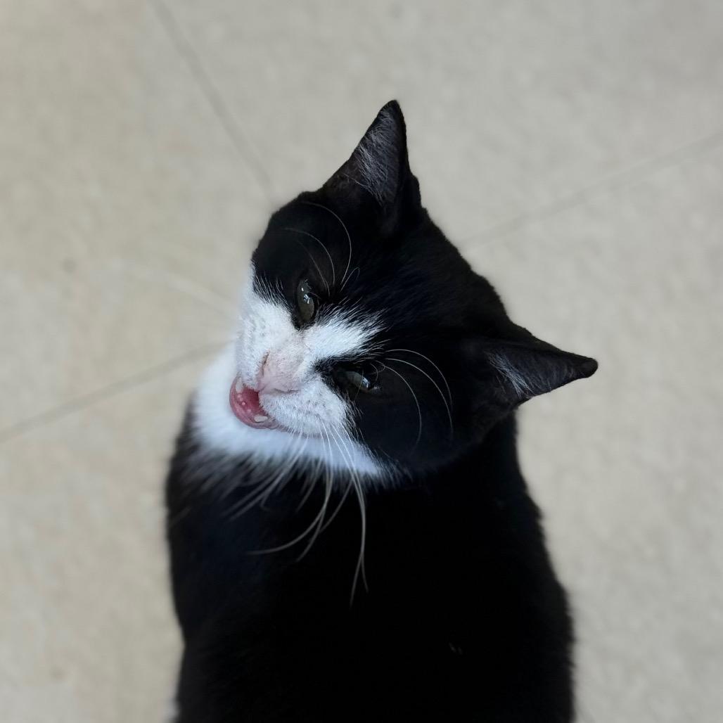 Mitsy, a Adoptable Domestic Short Hair in Chariton, IA image 2/3