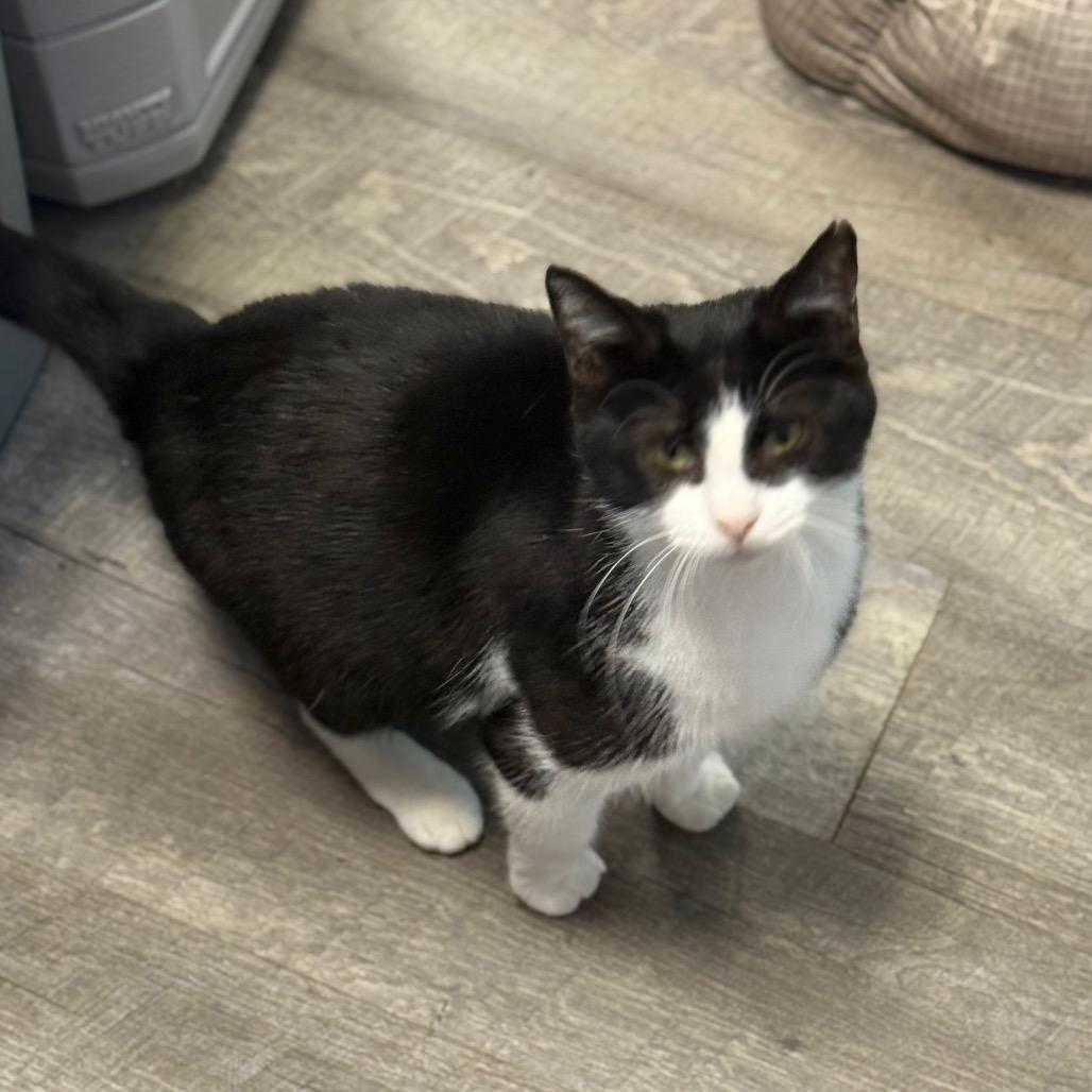 Mitsy, a Adoptable Domestic Short Hair in Chariton, IA image 3/3