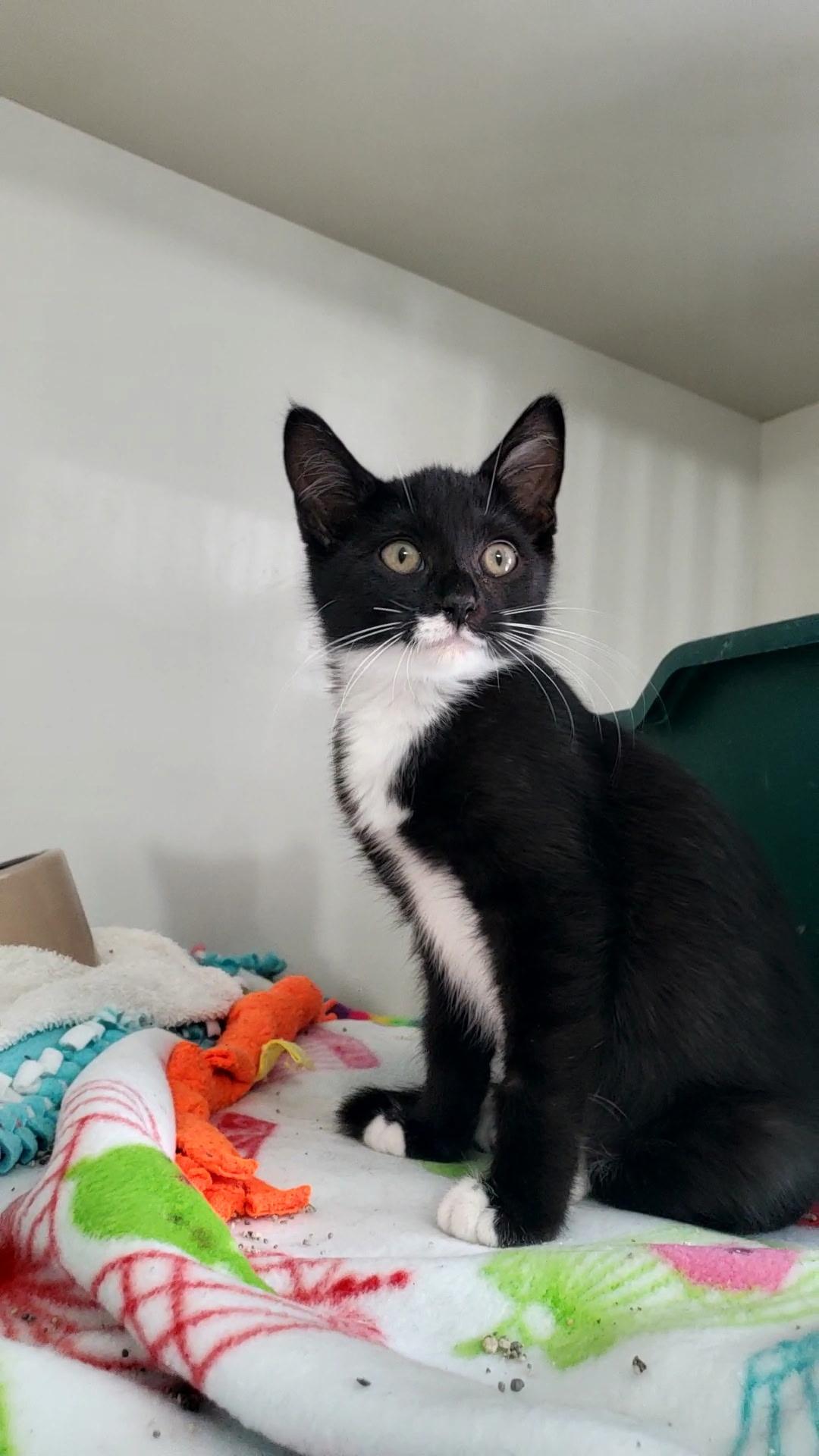 Enlarge Mimzee, a ADOPTABLE Domestic Short Hair in Hutchinson, MN image 3/6