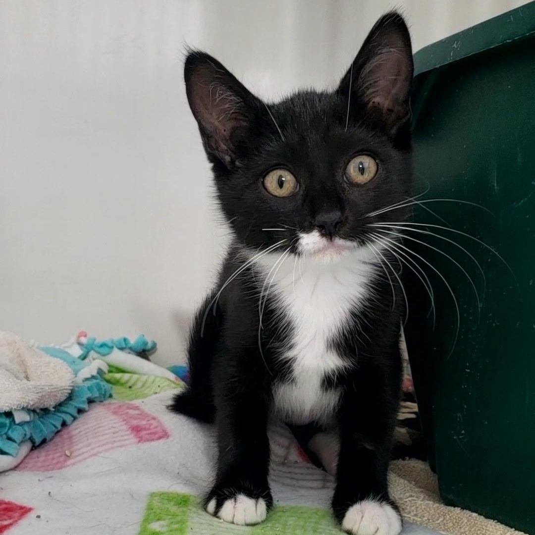 Enlarge Mimzee, a ADOPTABLE Domestic Short Hair in Hutchinson, MN image 4/6