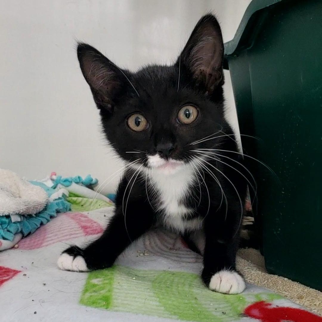 Mimzee, ADOPTABLE, Kitten Female Domestic Short Hair.