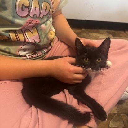 Enlarge Mimzee, a Adoptable Domestic Short Hair in Hutchinson, MN image 6/6