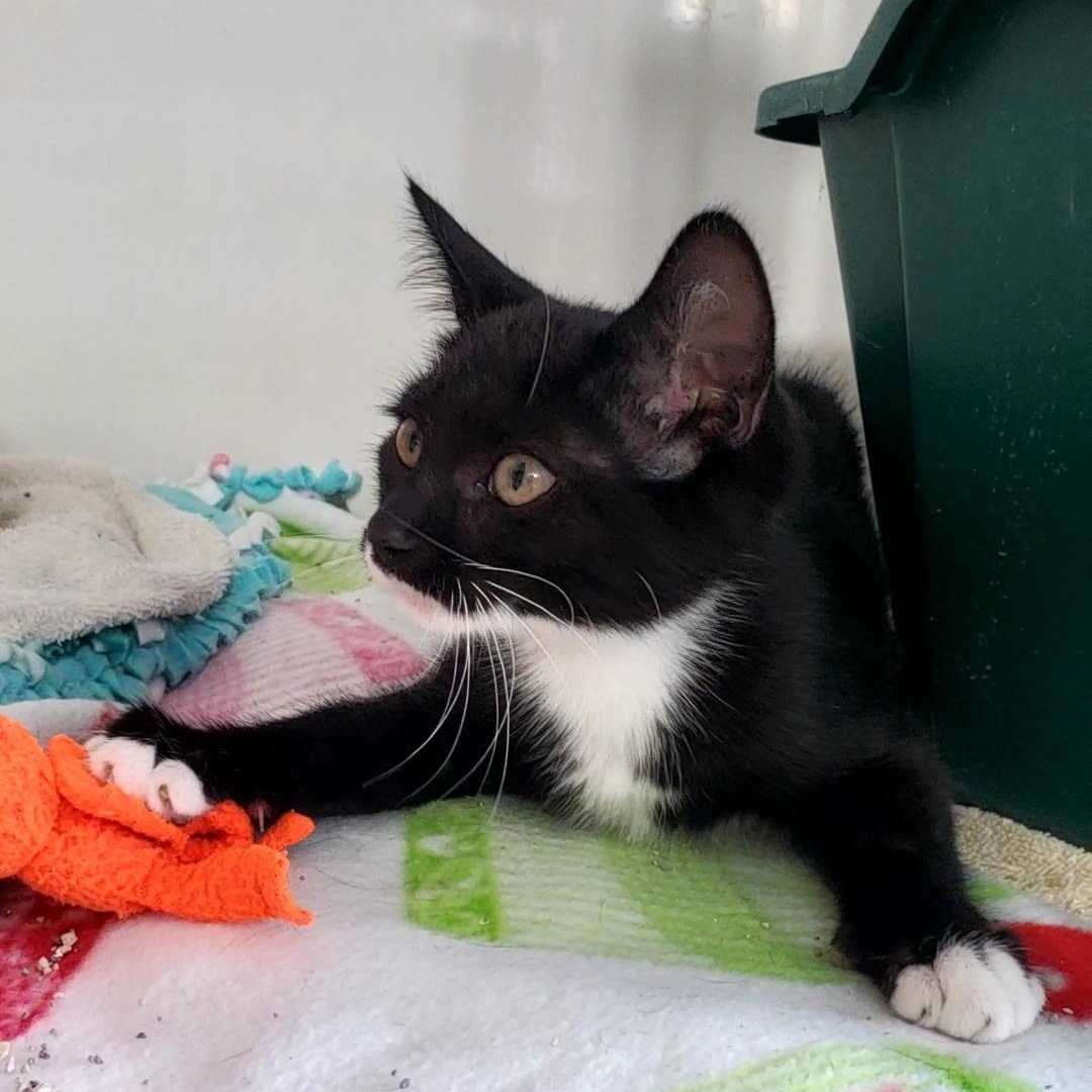 Enlarge Mimzee, a ADOPTABLE Domestic Short Hair in Hutchinson, MN image 5/6