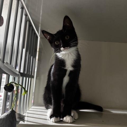 Enlarge Mimzee, a ADOPTABLE Domestic Short Hair in Hutchinson, MN image 6/6