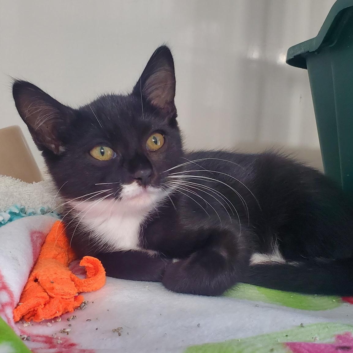 Enlarge Mimzee, a ADOPTABLE Domestic Short Hair in Hutchinson, MN image 2/6
