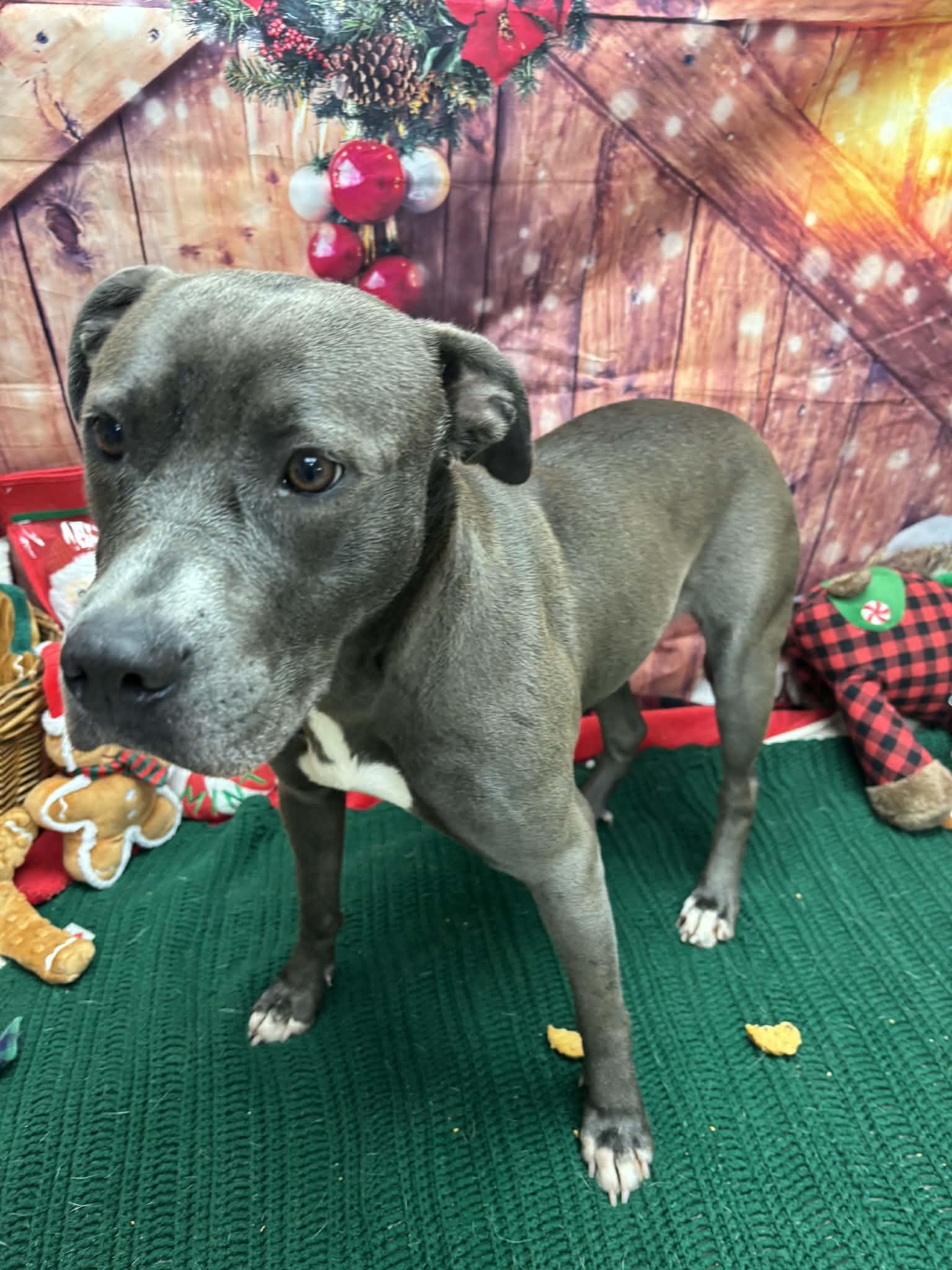 Billie, ADOPTABLE, Adult Female Pit Bull Terrier.