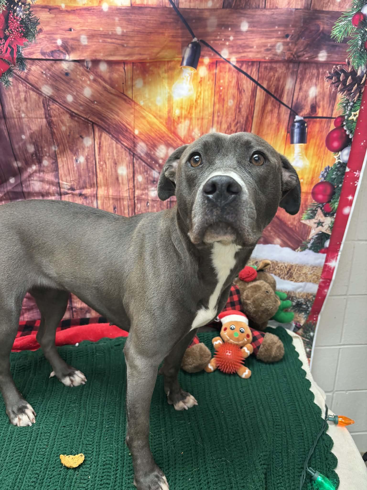 Enlarge Billie, a ADOPTABLE Pit Bull Terrier in Statesboro, GA image 2/4