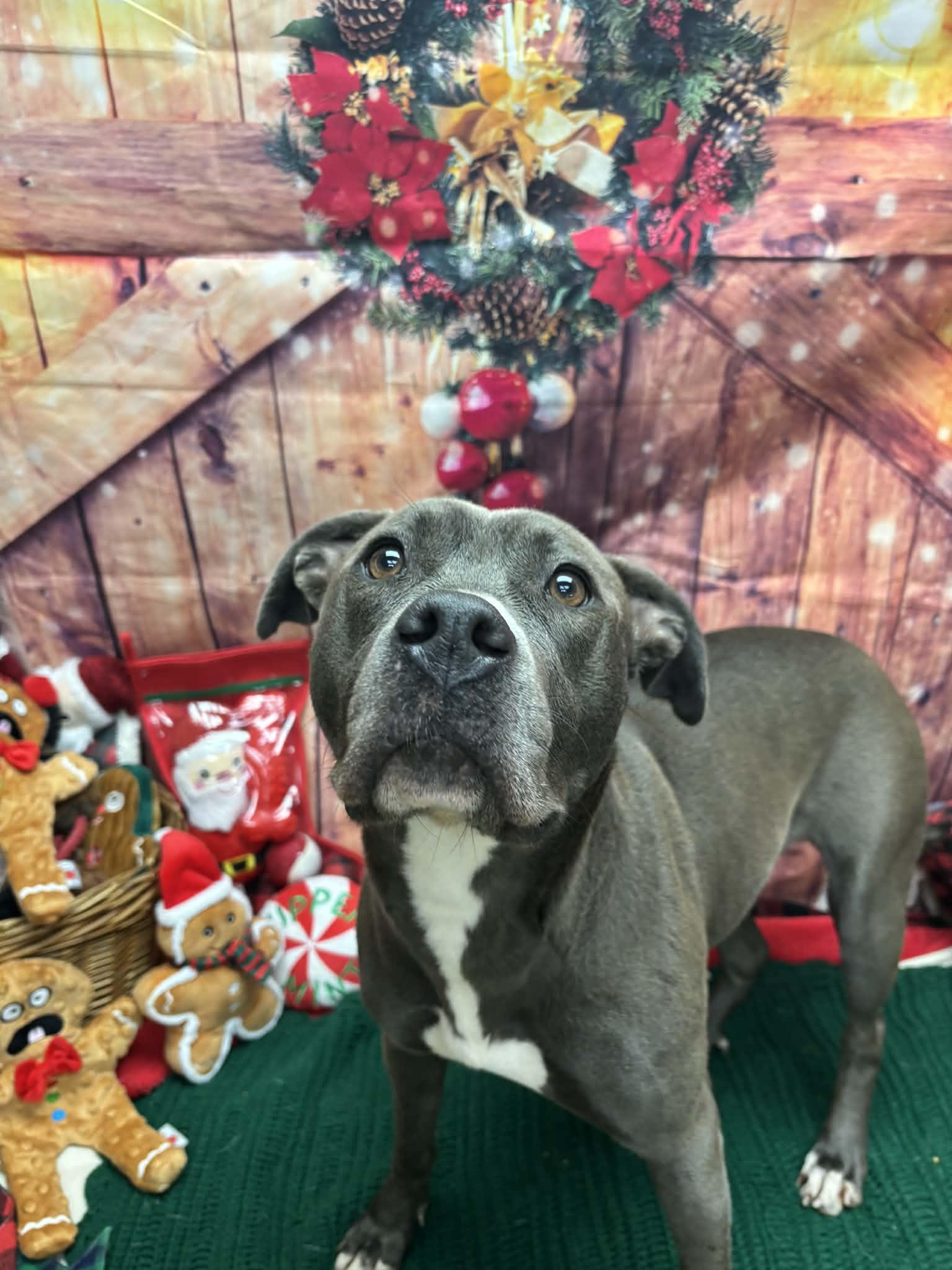 Enlarge Billie, a ADOPTABLE Pit Bull Terrier in Statesboro, GA image 3/4